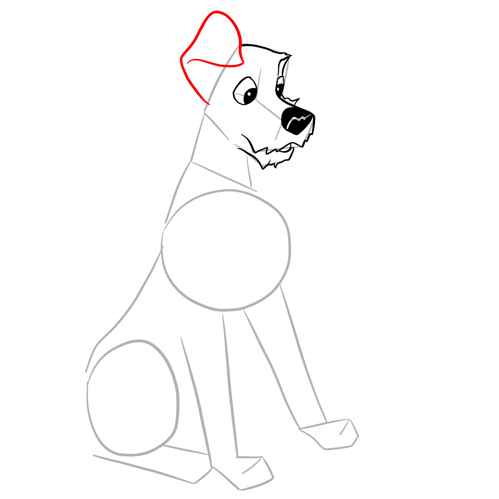 How to draw Tramp (Lady and the Tramp) - step 11