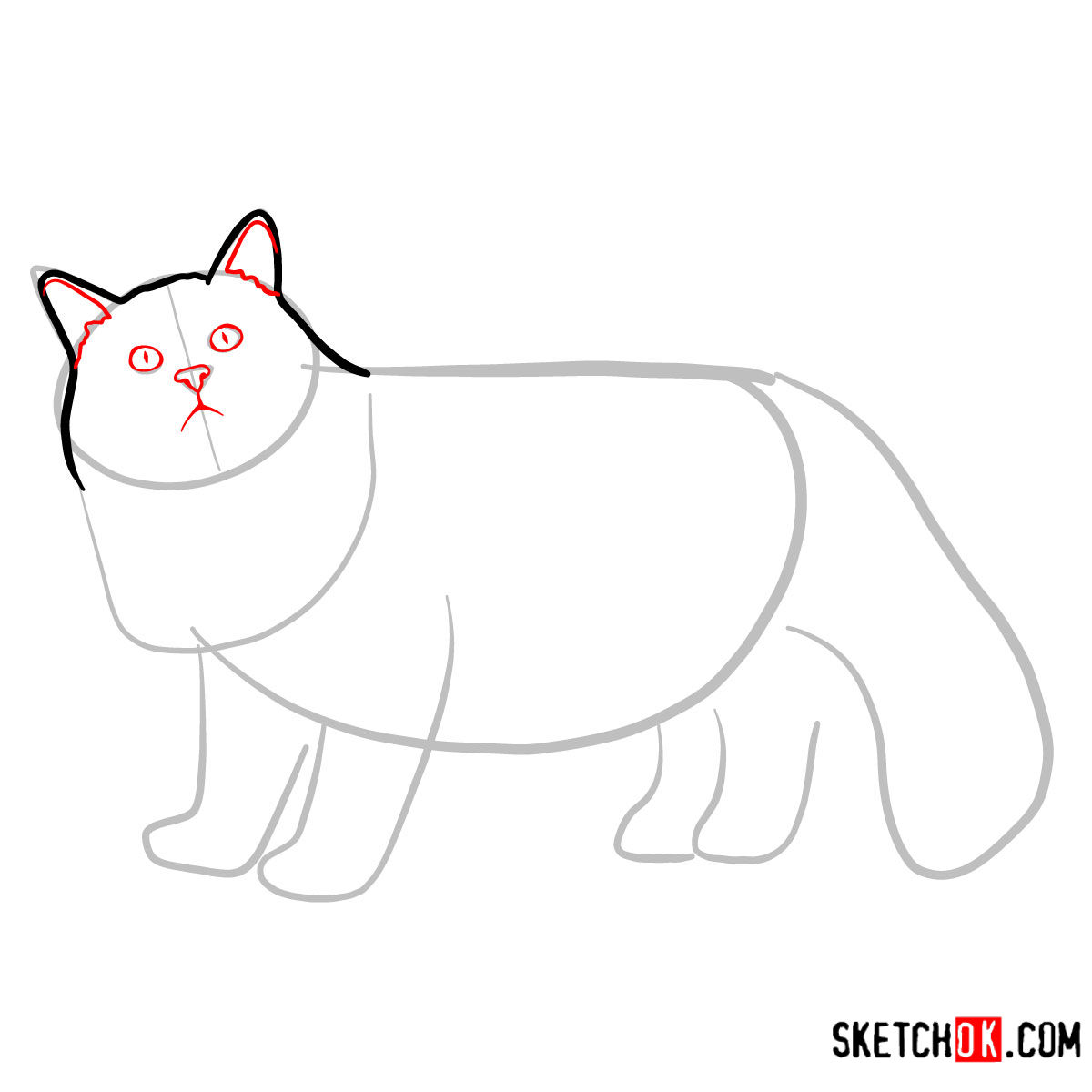 How to draw the Siberian cat - step 03