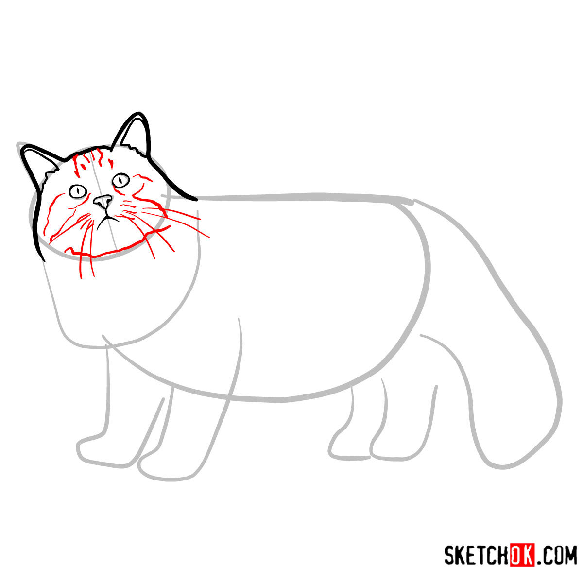 How to draw the Siberian cat - step 04