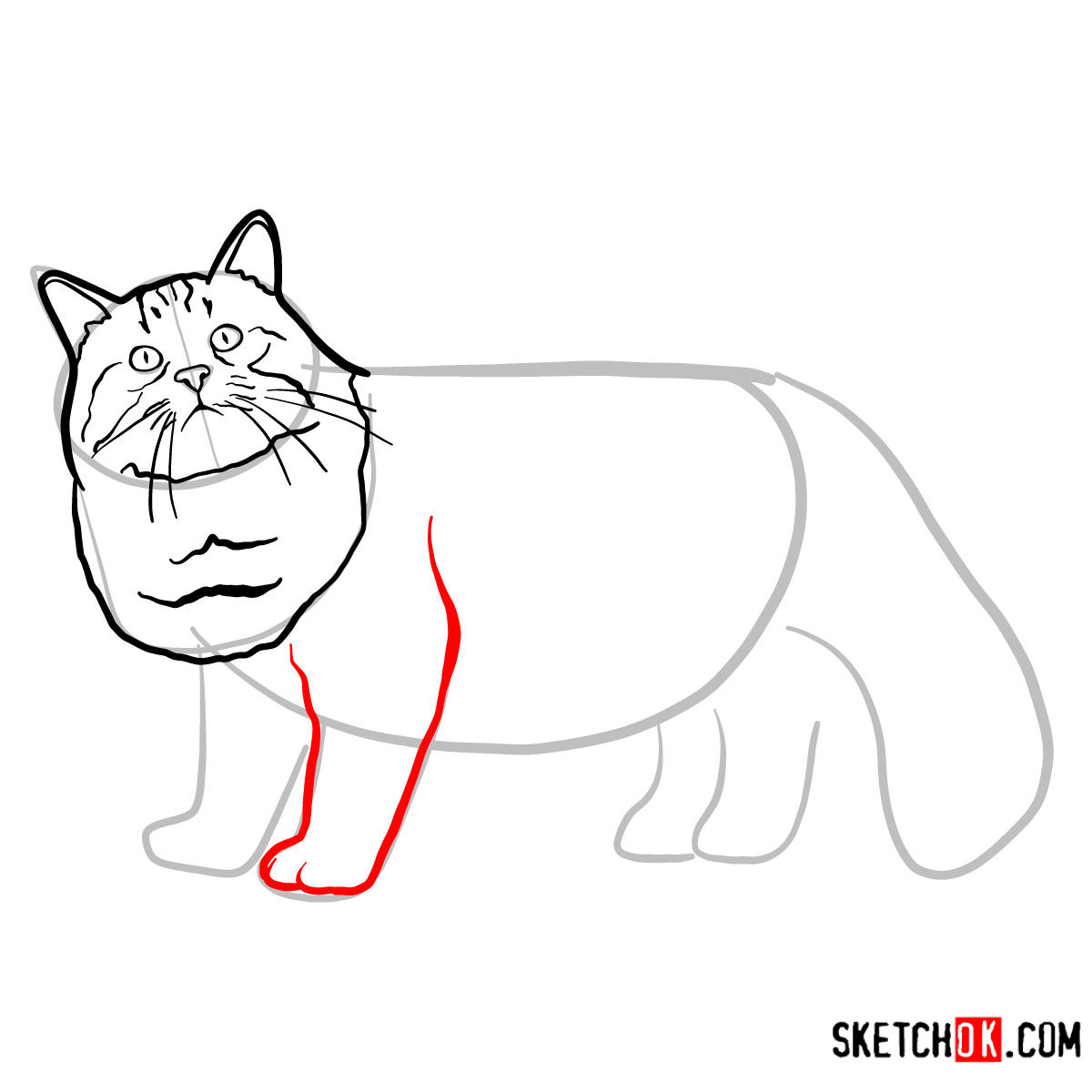 How to draw the Siberian cat - step 06