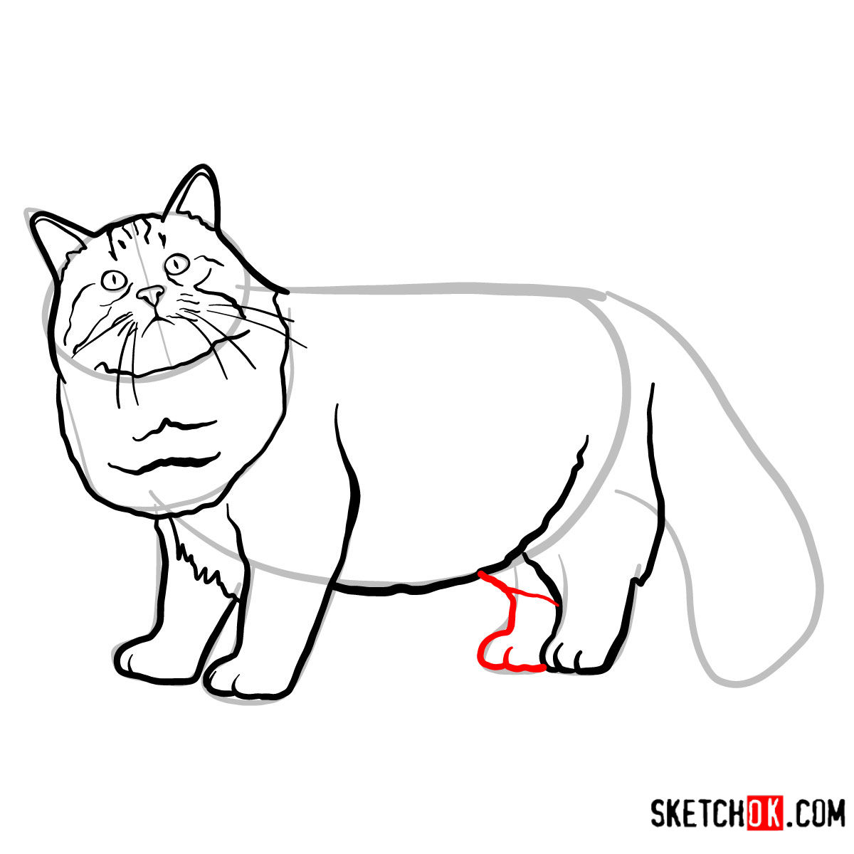 How to draw the Siberian cat - step 09