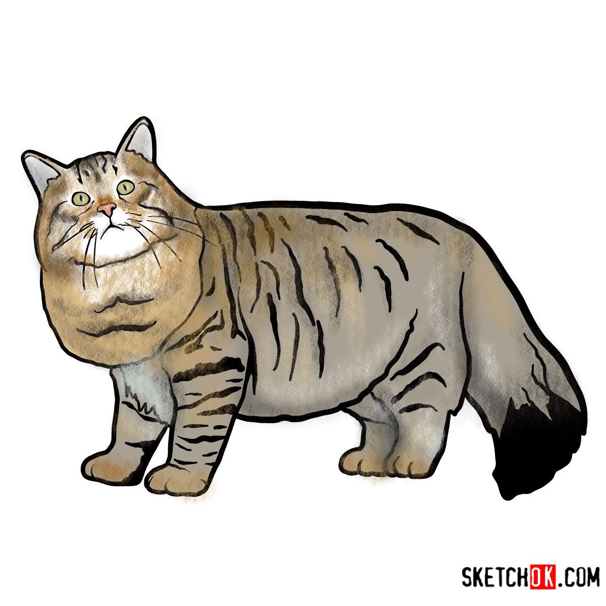 How to draw the Siberian cat