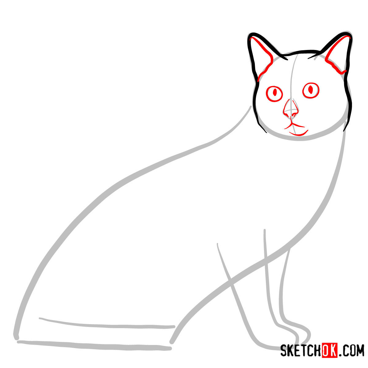 How to draw the Tonkinese cat - step 03