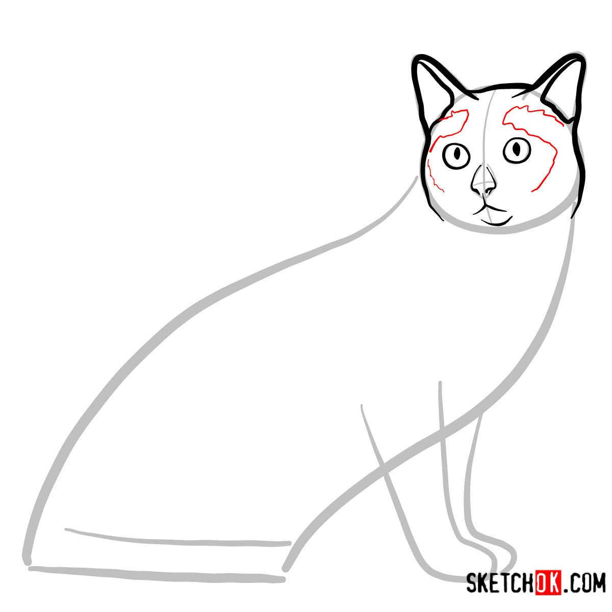 How to draw the Tonkinese cat - step 04