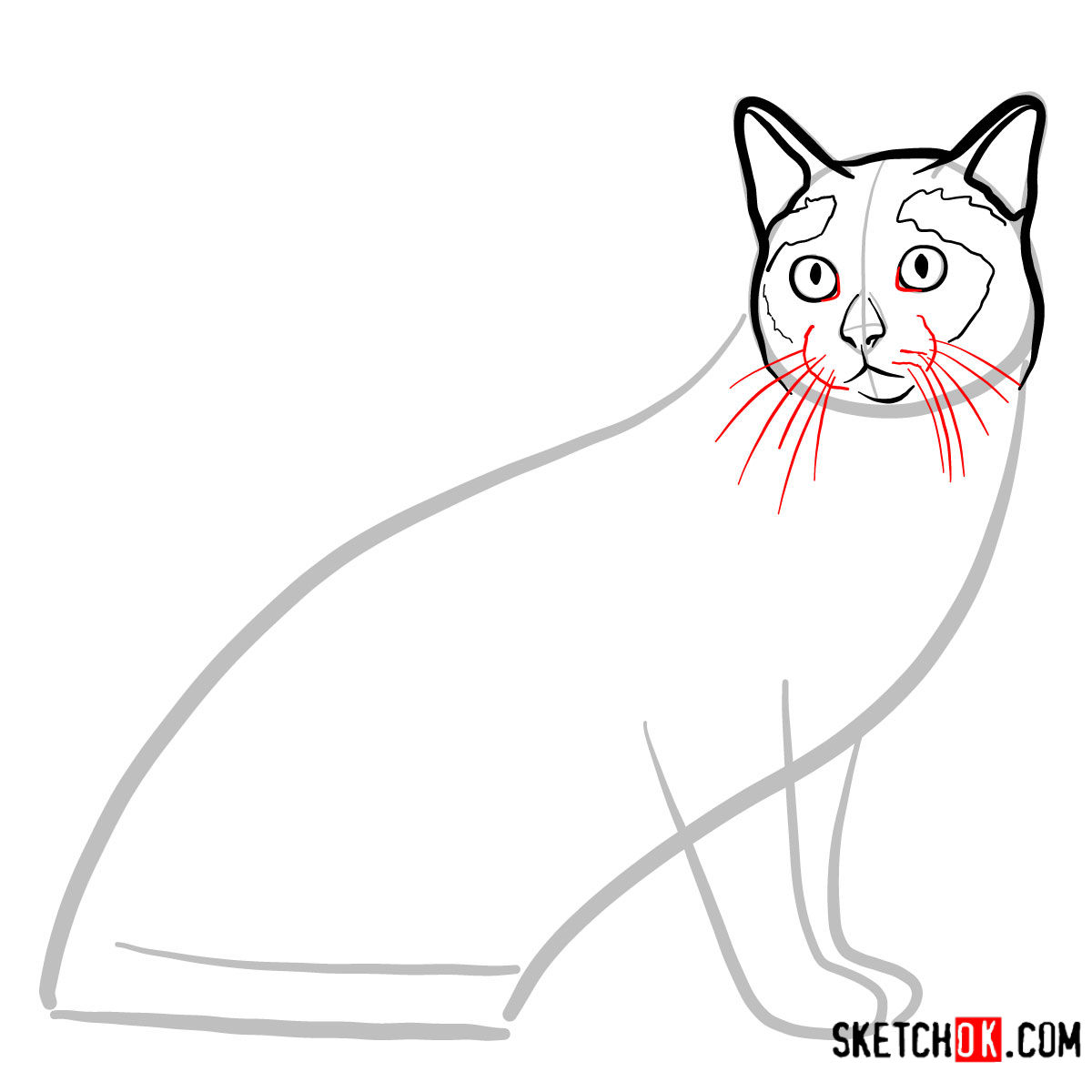 How to draw the Tonkinese cat - step 05