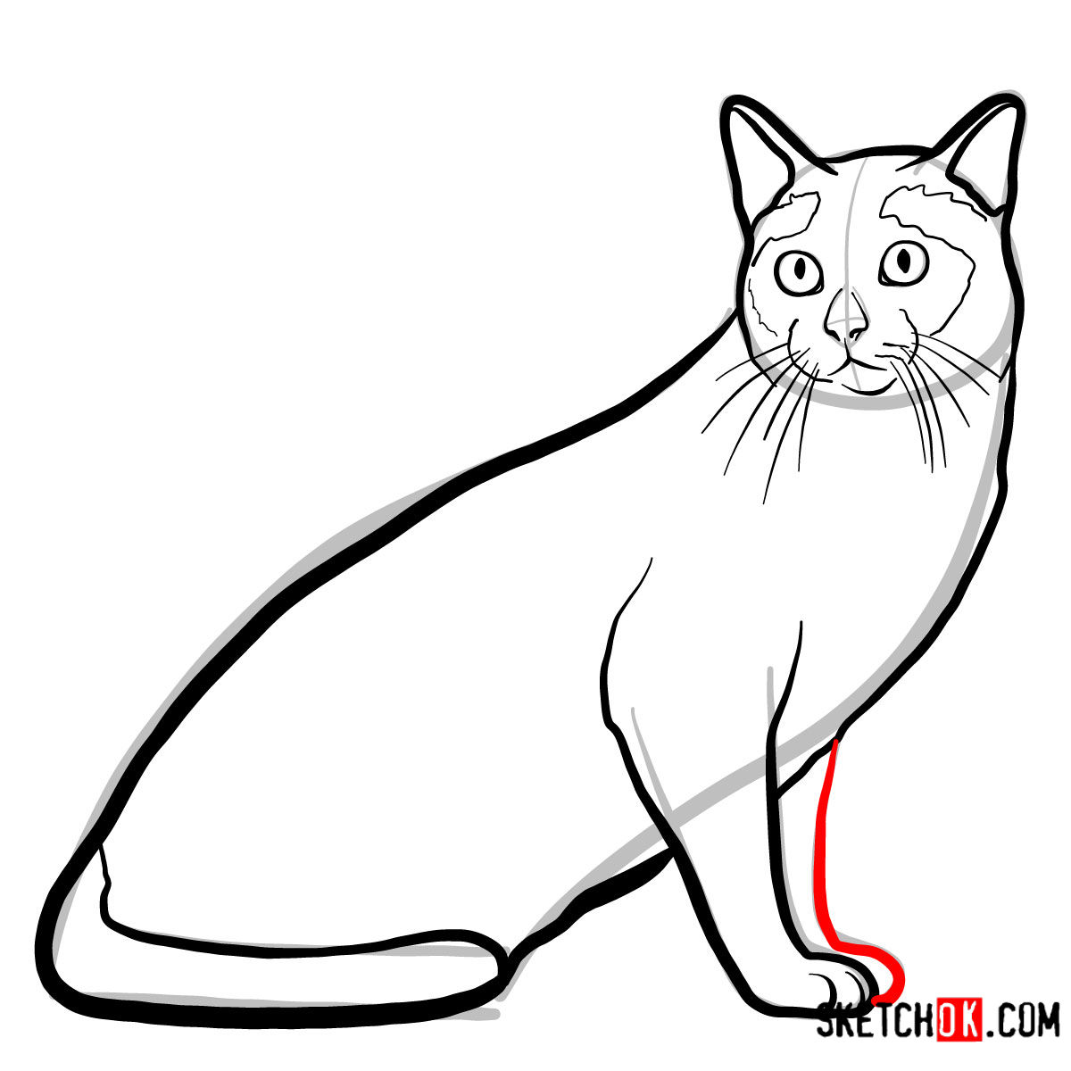 How to draw the Tonkinese cat - step 08