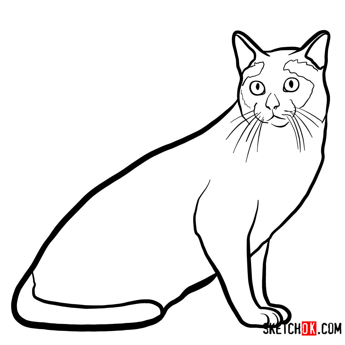 How to draw the Tonkinese cat - step 09