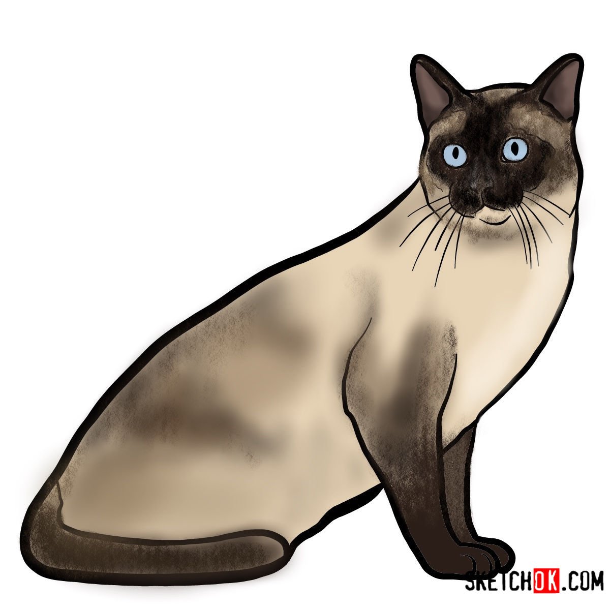 How to draw the Tonkinese cat