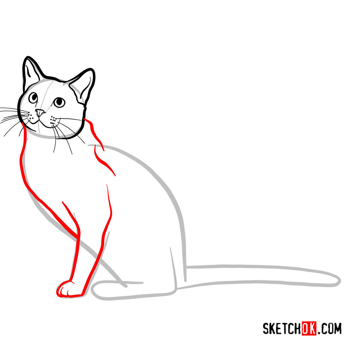 How to draw The Russian Blue cat - step 05