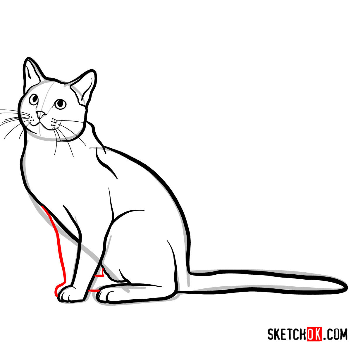 How to draw The Russian Blue cat - step 08