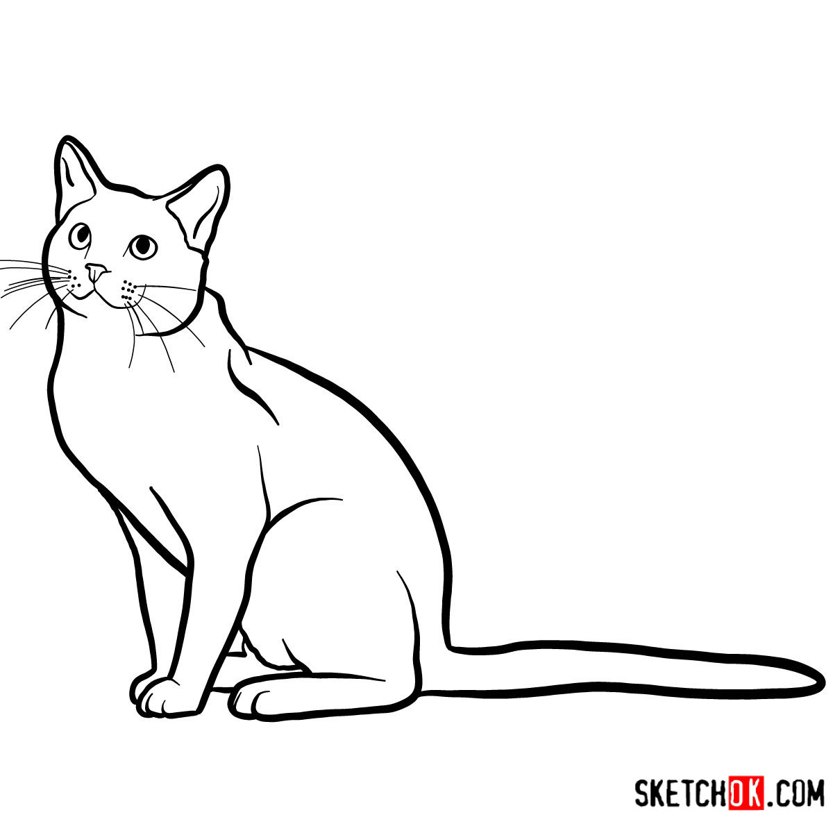 How to draw The Russian Blue cat - step 09