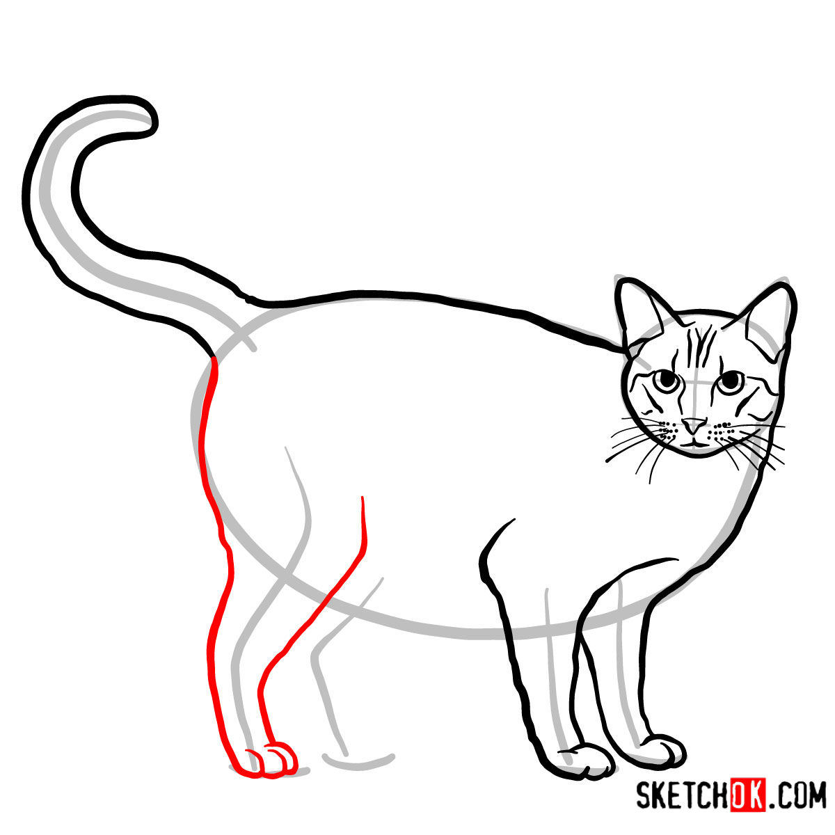 How to draw The Ocicat - step 08
