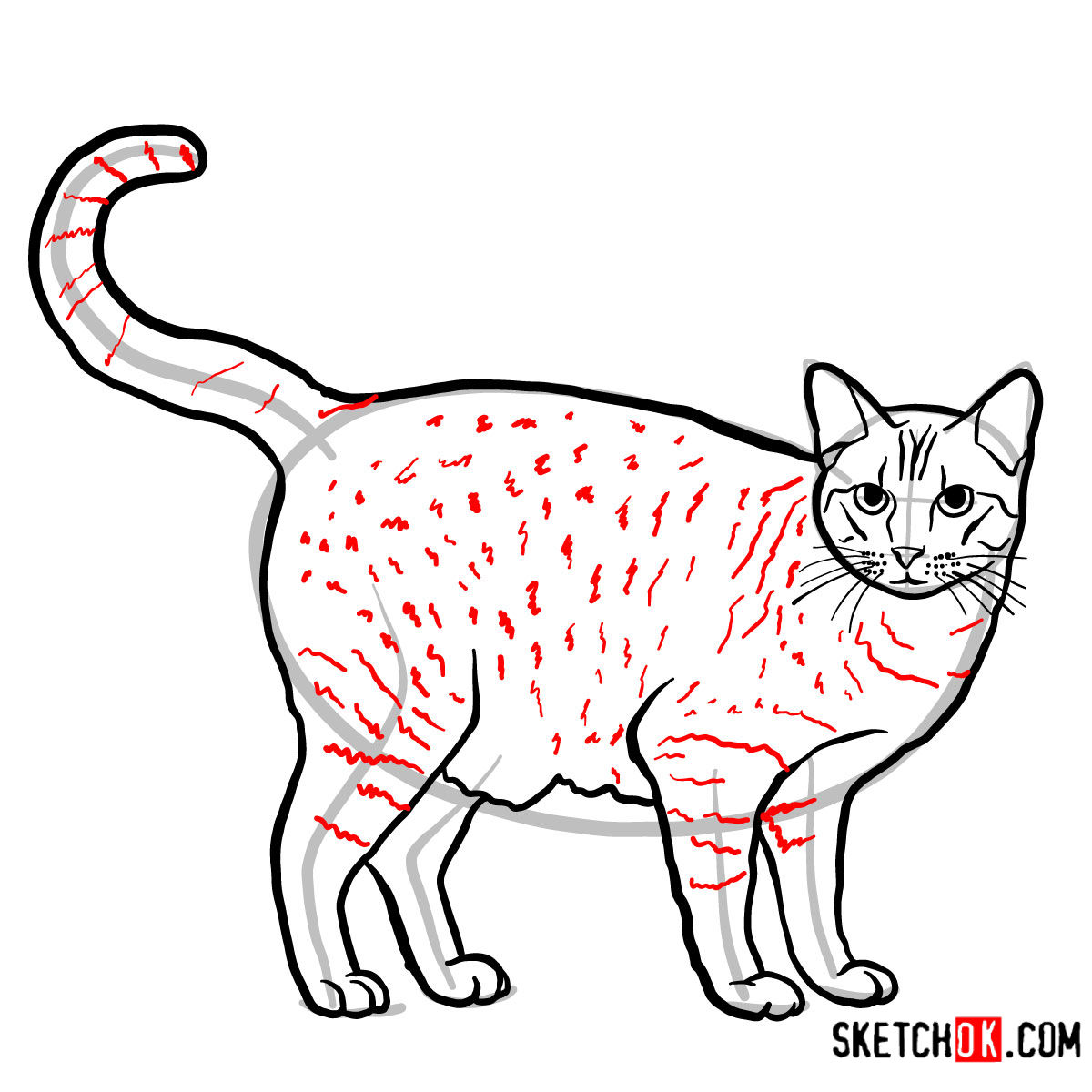 How to draw The Ocicat - step 10