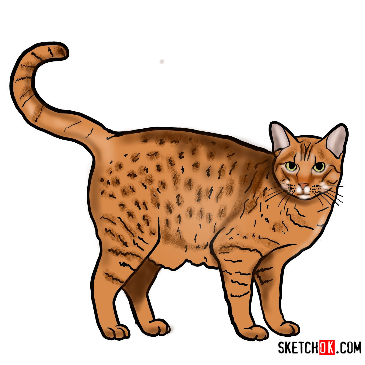 How to draw The Ocicat