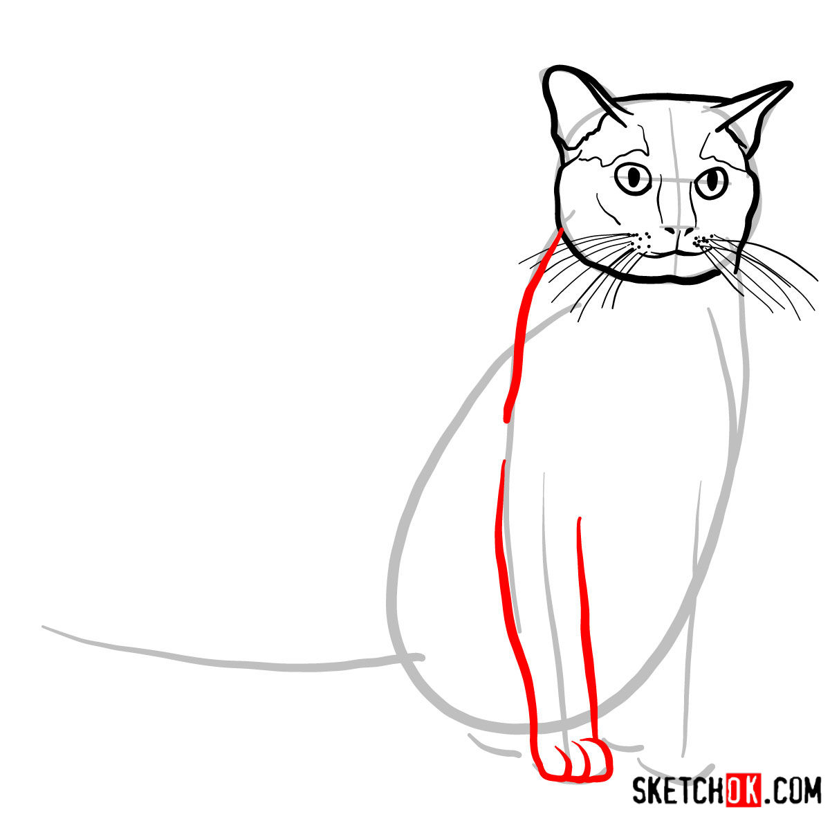 How to draw the Burmese cat - step 05