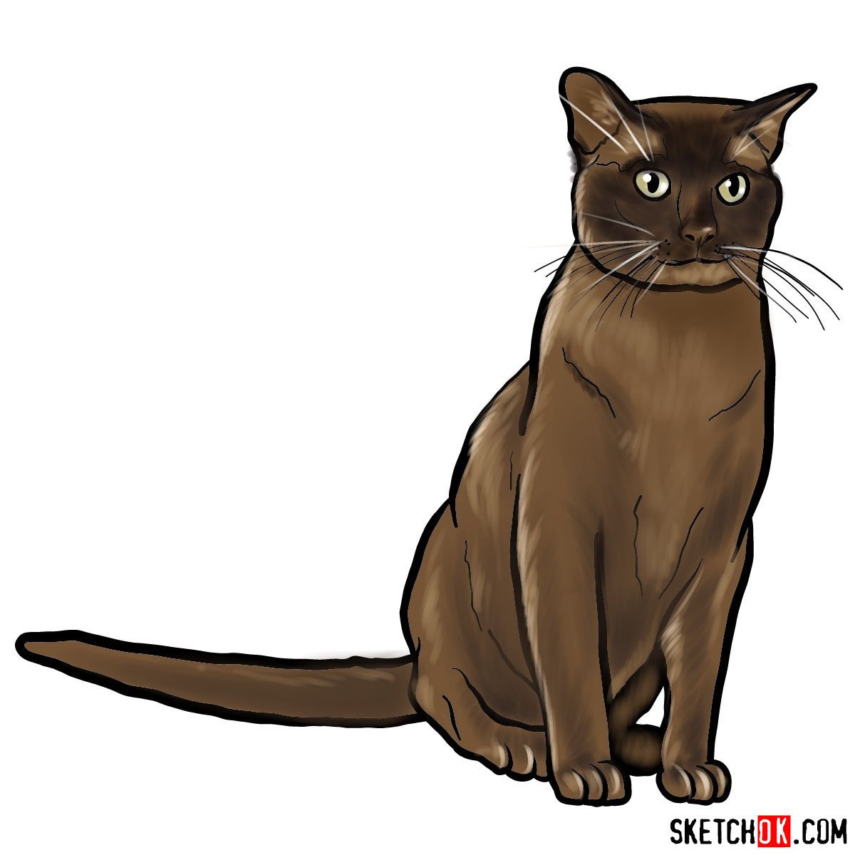 How to draw the Burmese cat