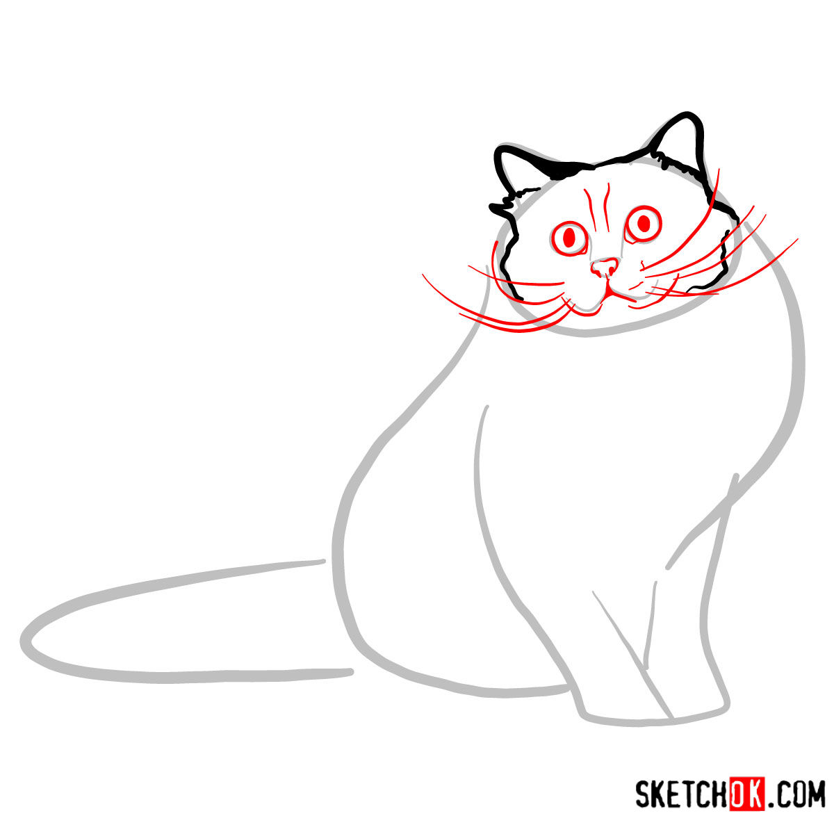How to draw the Birman cat - step 03