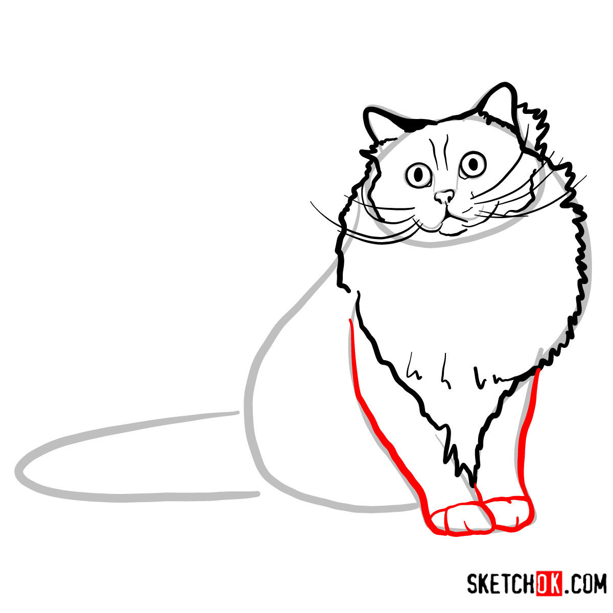 How to draw the Birman cat - step 05