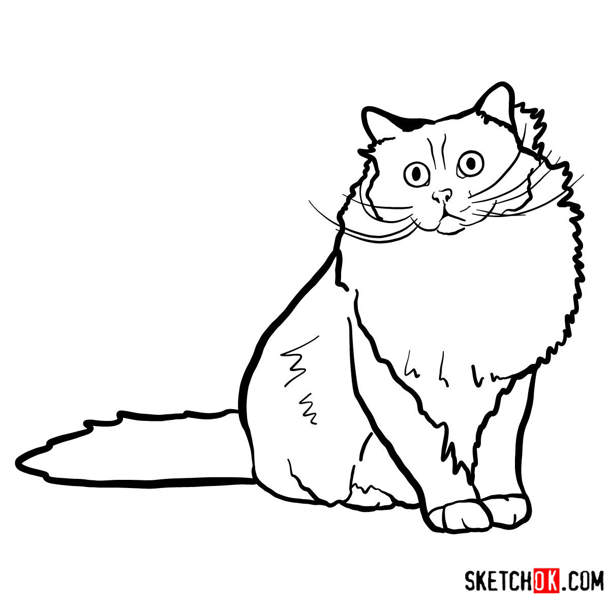 How to draw the Birman cat - step 08