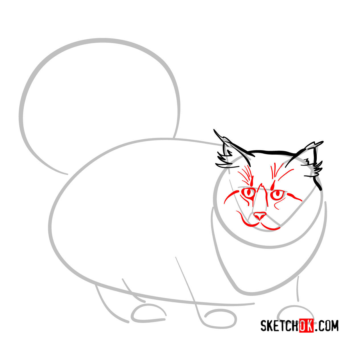 How to draw the Norwegian Forest cat - step 04