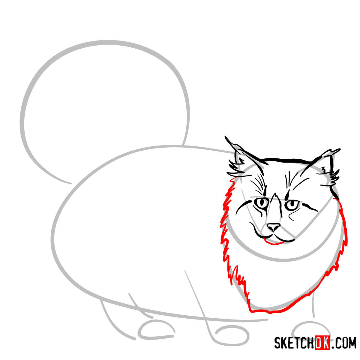 How to draw the Norwegian Forest cat - step 05