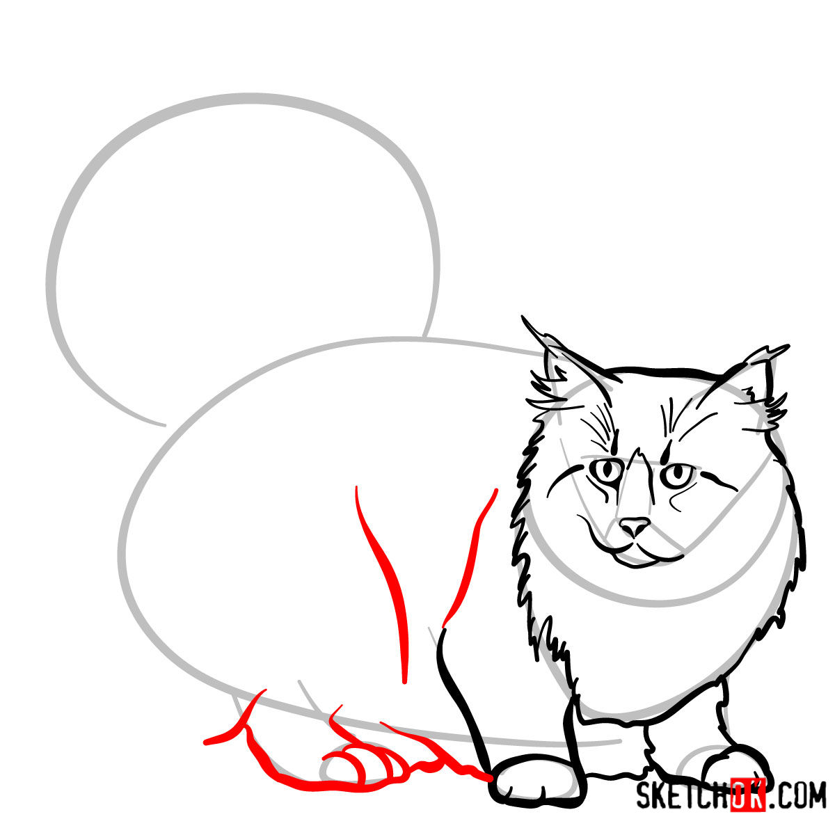 How to draw the Norwegian Forest cat - step 07