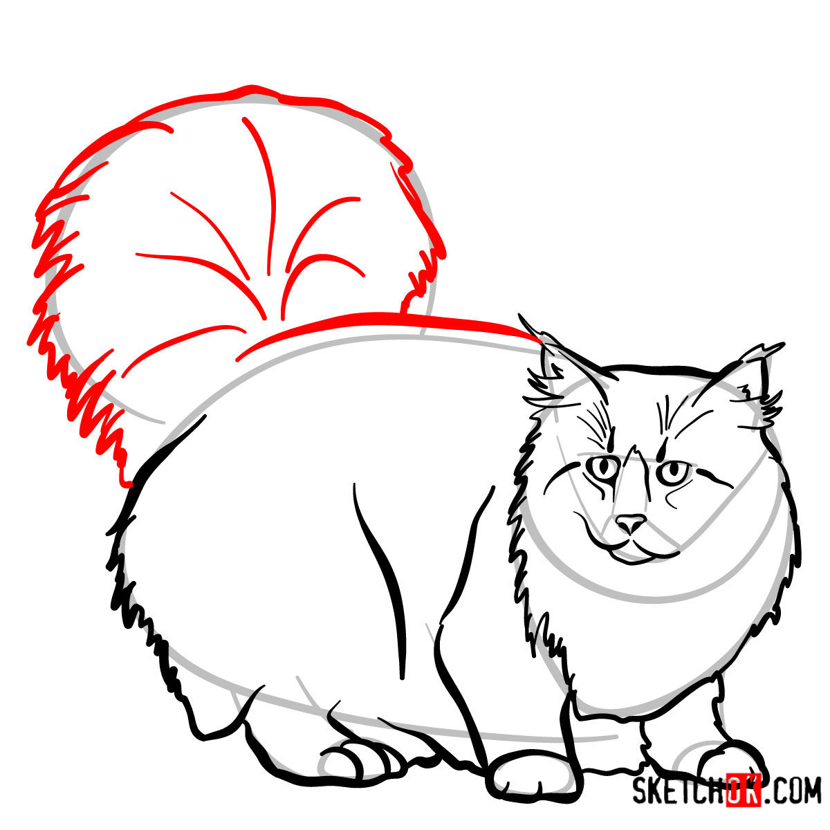 How to draw the Norwegian Forest cat - step 09