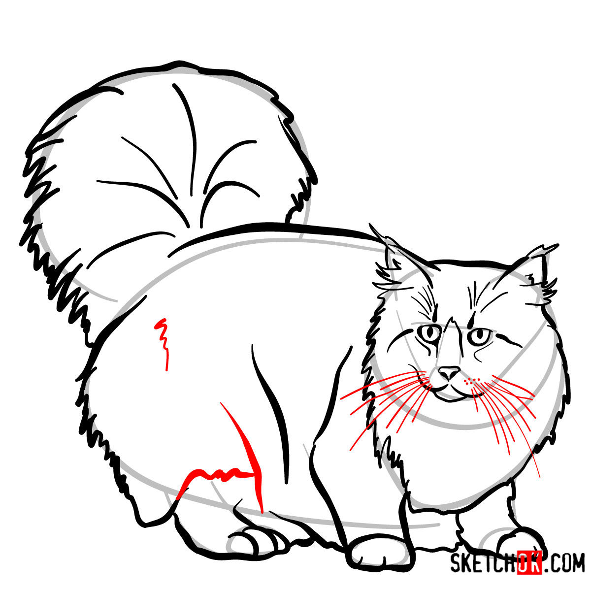 How to draw the Norwegian Forest cat - step 10