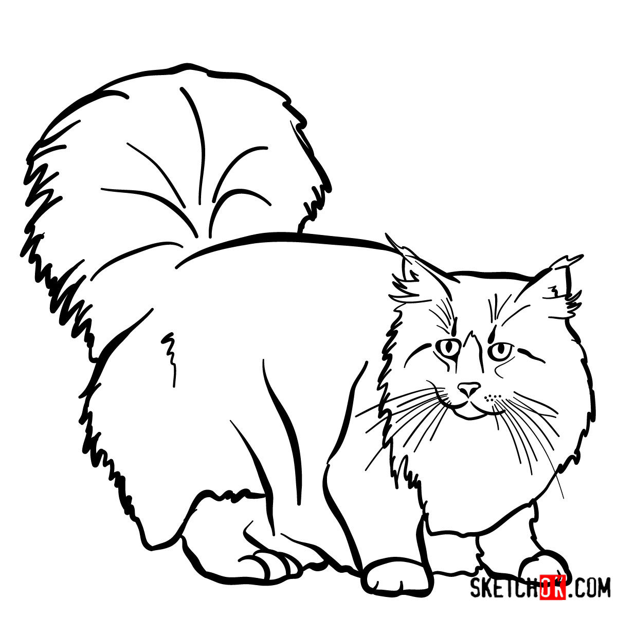 How to draw the Norwegian Forest cat - step 11