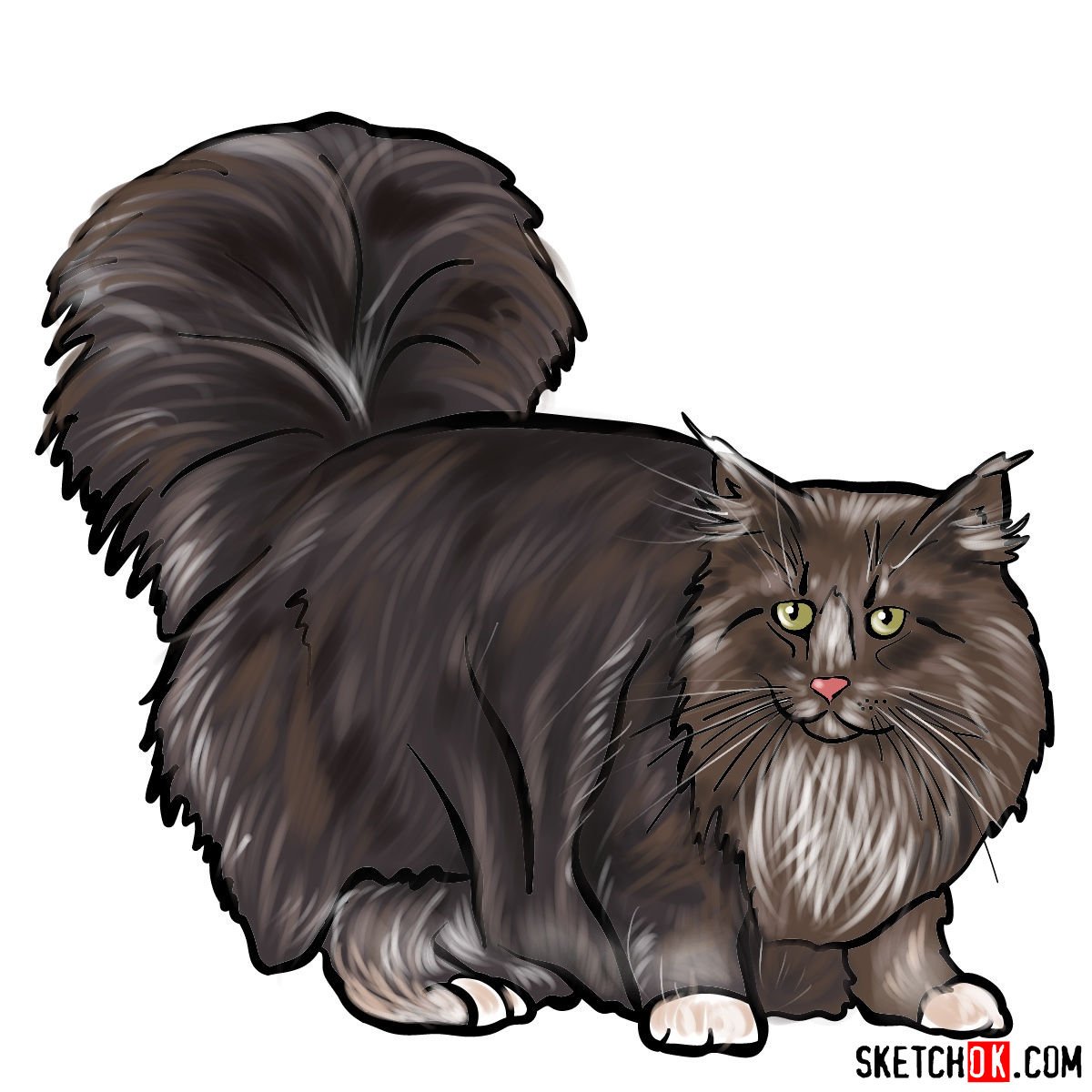How to draw the Norwegian Forest cat