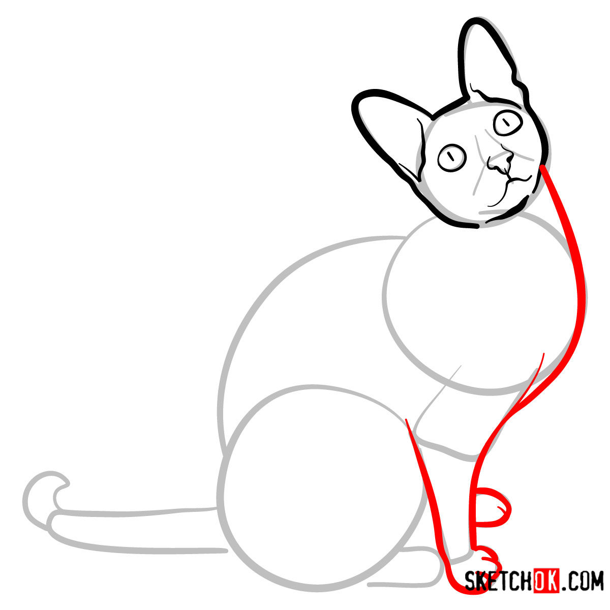 How to draw the Cornish Rex cat - step 06