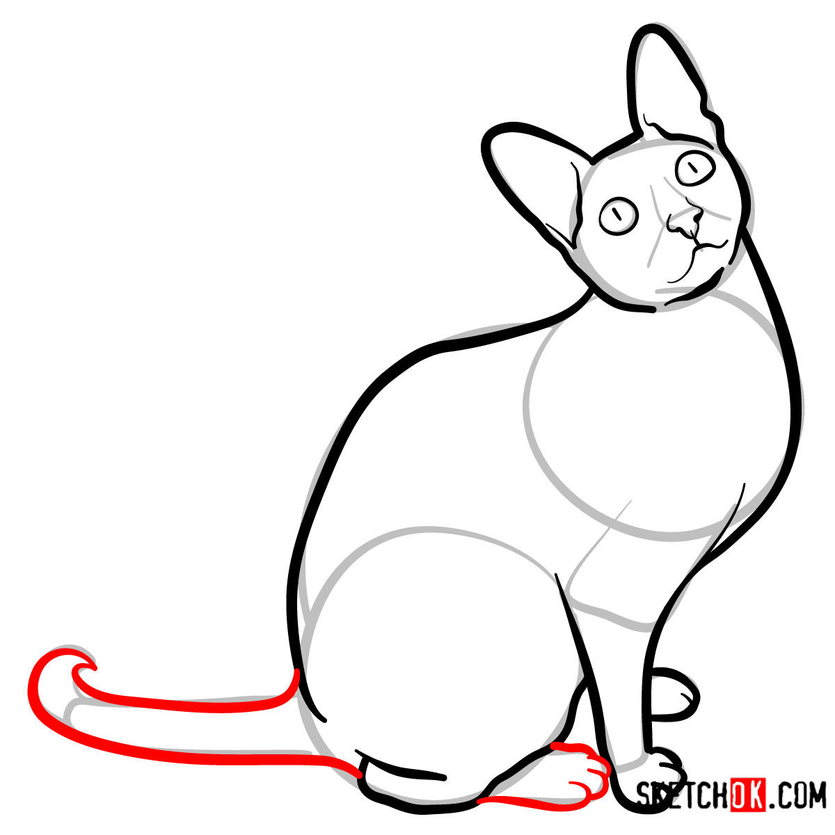 How to draw the Cornish Rex cat - step 08