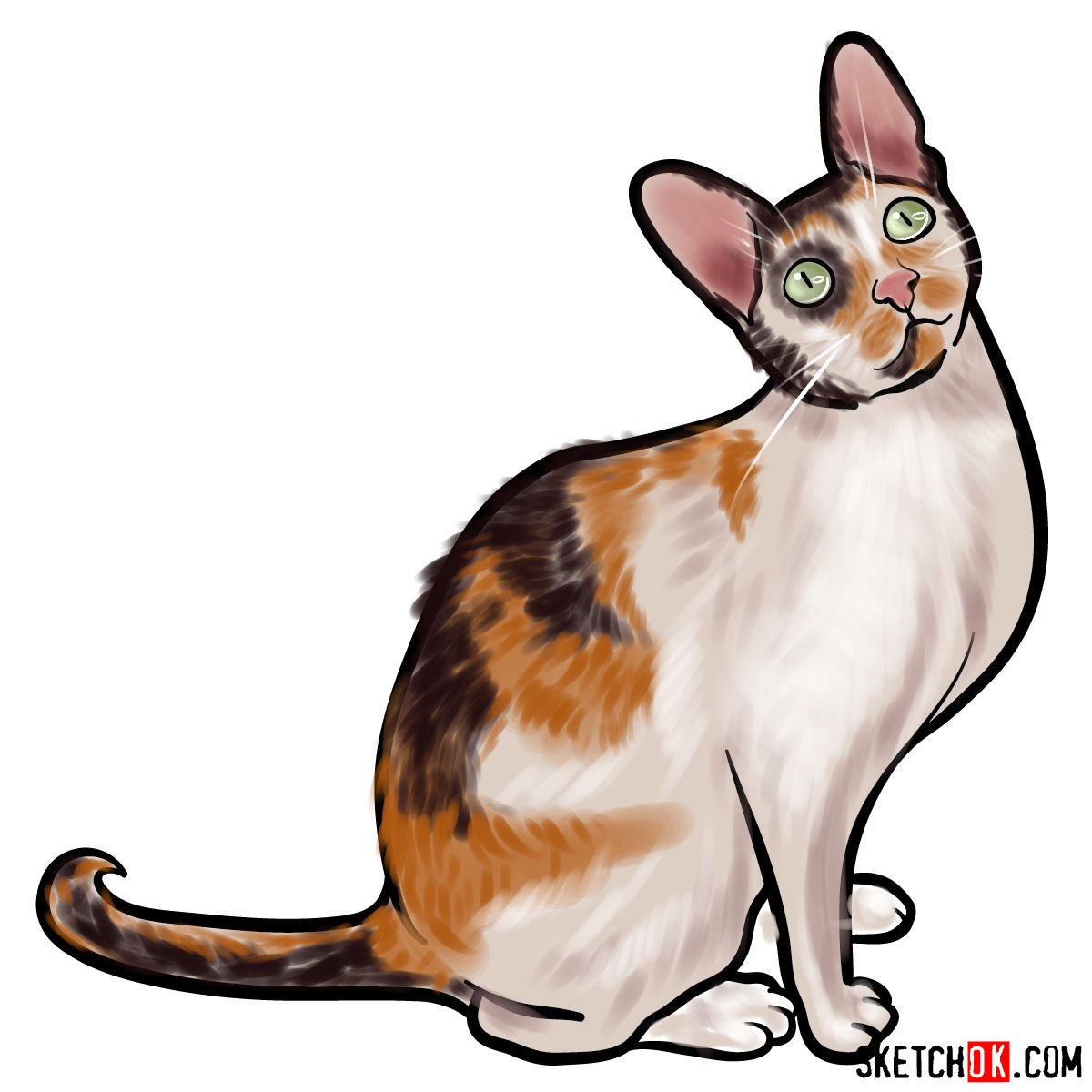 How to draw the Cornish Rex cat