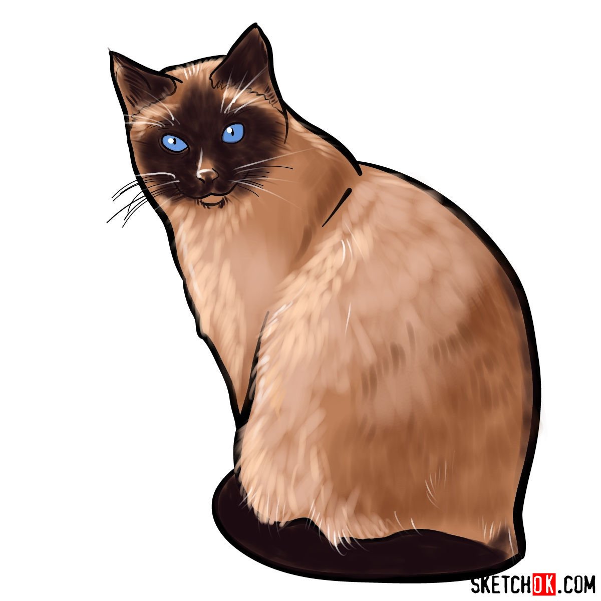 How to draw the Siamese cat - Sketchok easy drawing guides