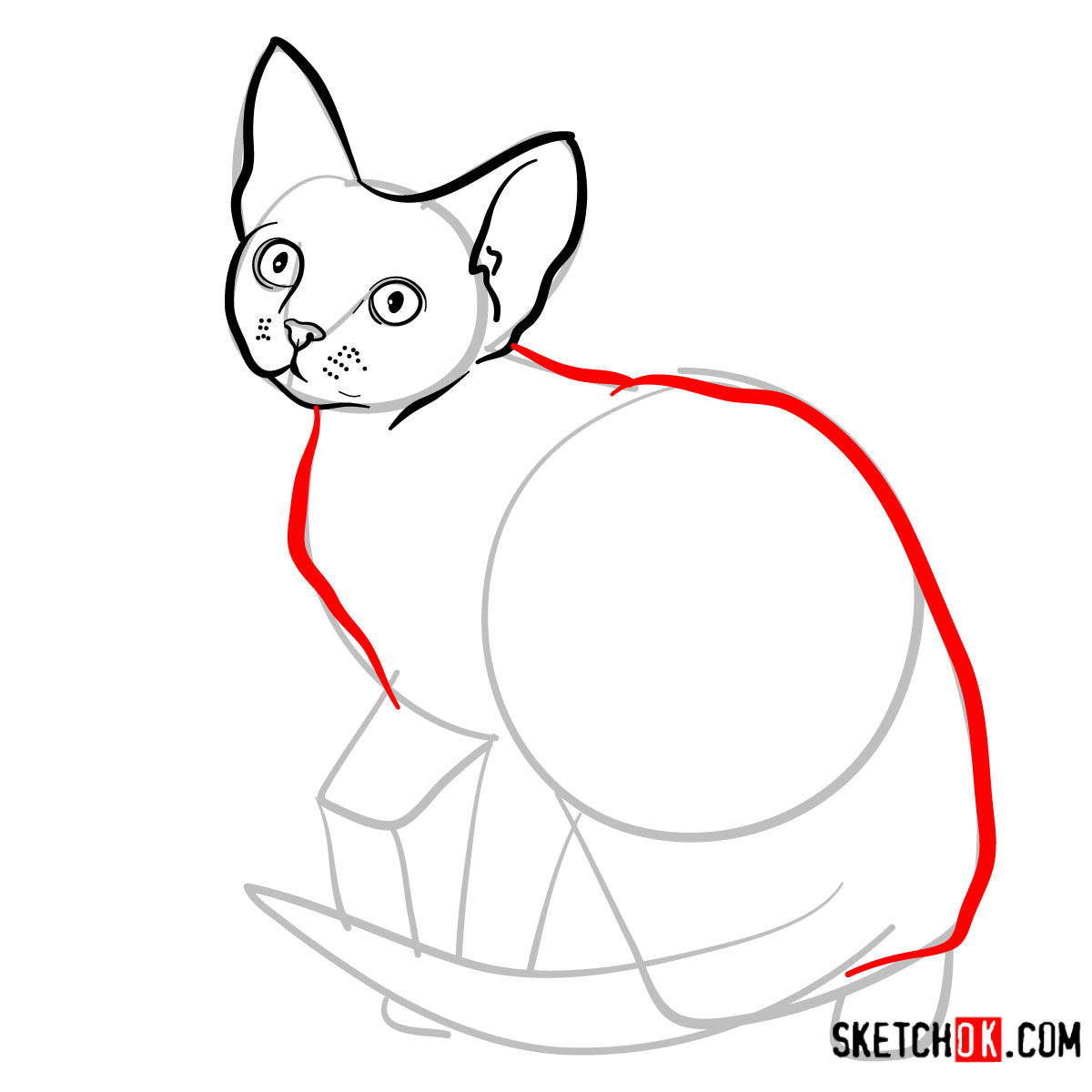 How to draw the Devon Rex cat - step 06