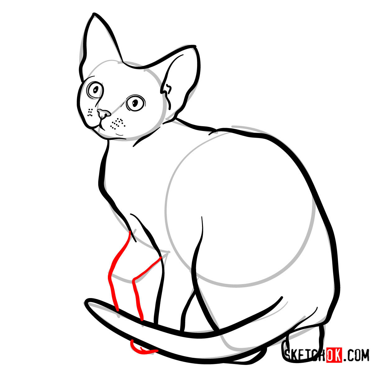 How to draw the Devon Rex cat - step 09