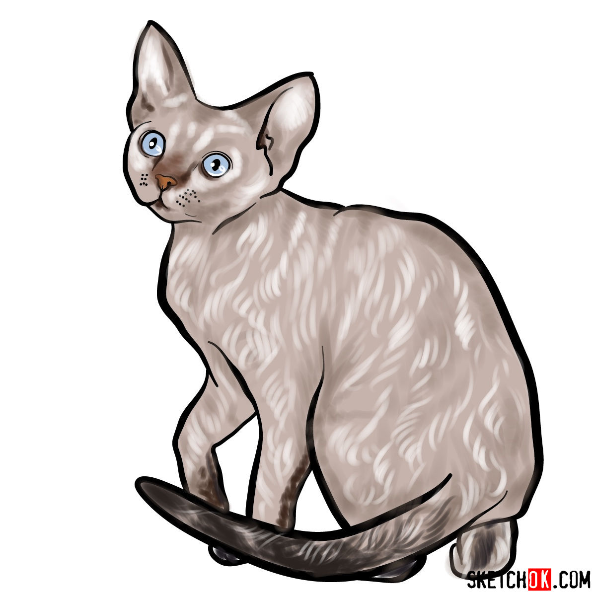 How to draw the Devon Rex cat