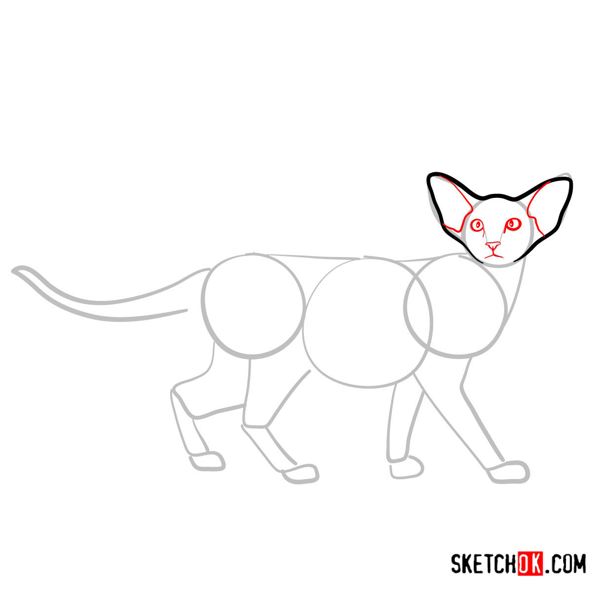 How to draw the Oriental Shorthair cat - step 04