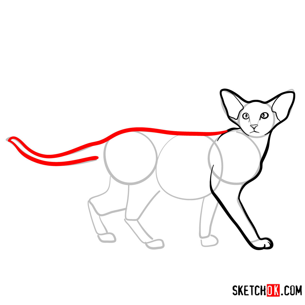 How to draw the Oriental Shorthair cat - step 06