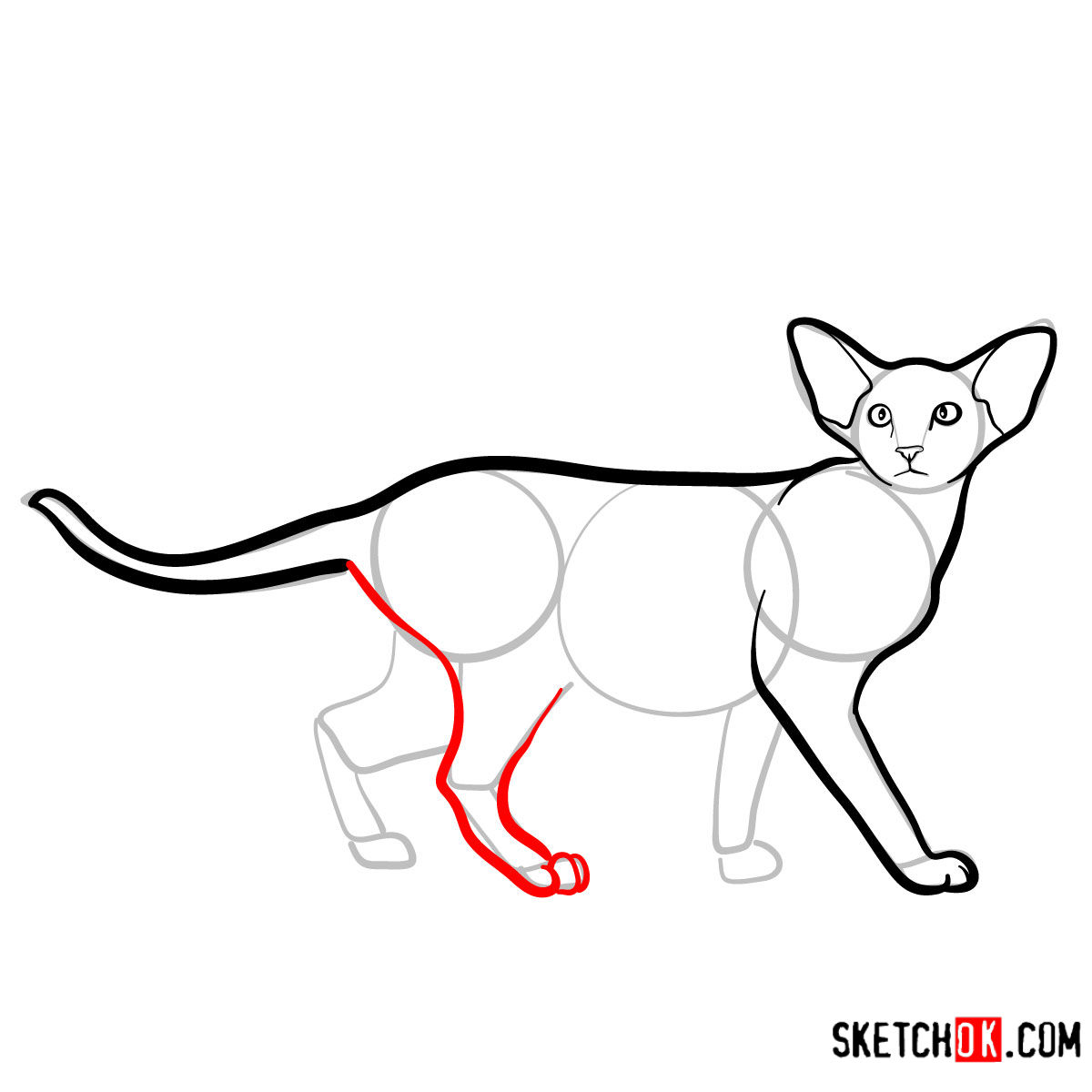 How to draw the Oriental Shorthair cat - step 07