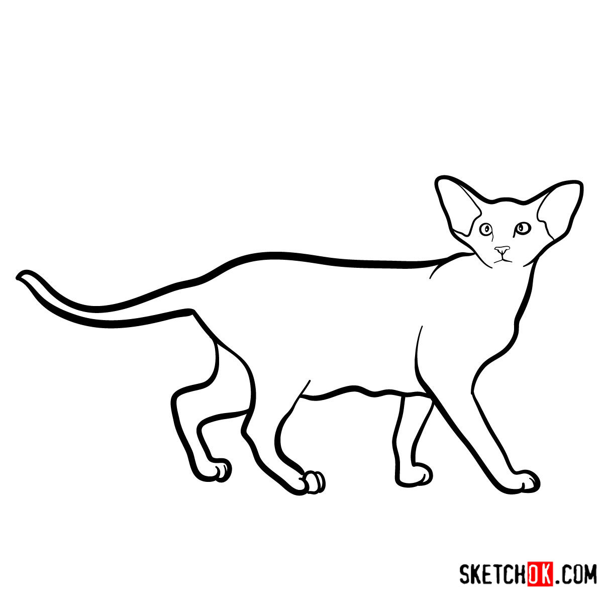 How to draw the Oriental Shorthair cat - step 09