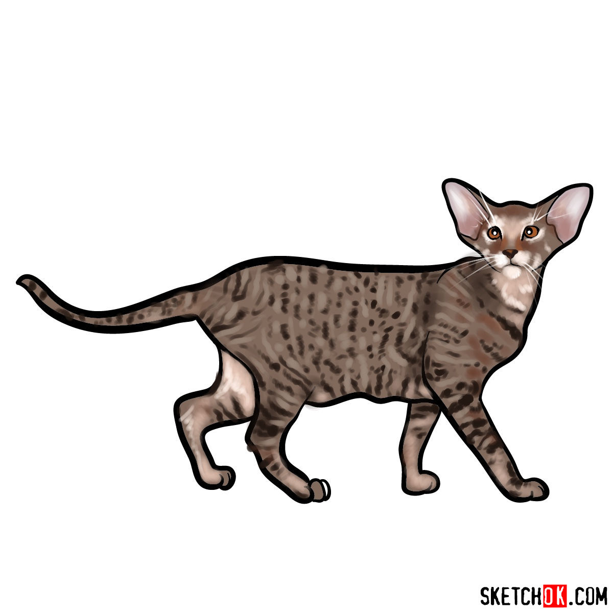 How to draw the Oriental Shorthair cat