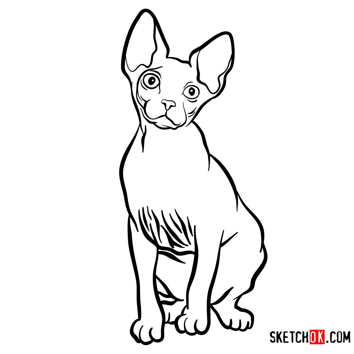 How to draw the Sphynx cat