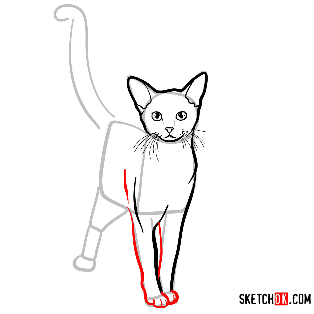 How to draw the Abyssinian cat - step 07