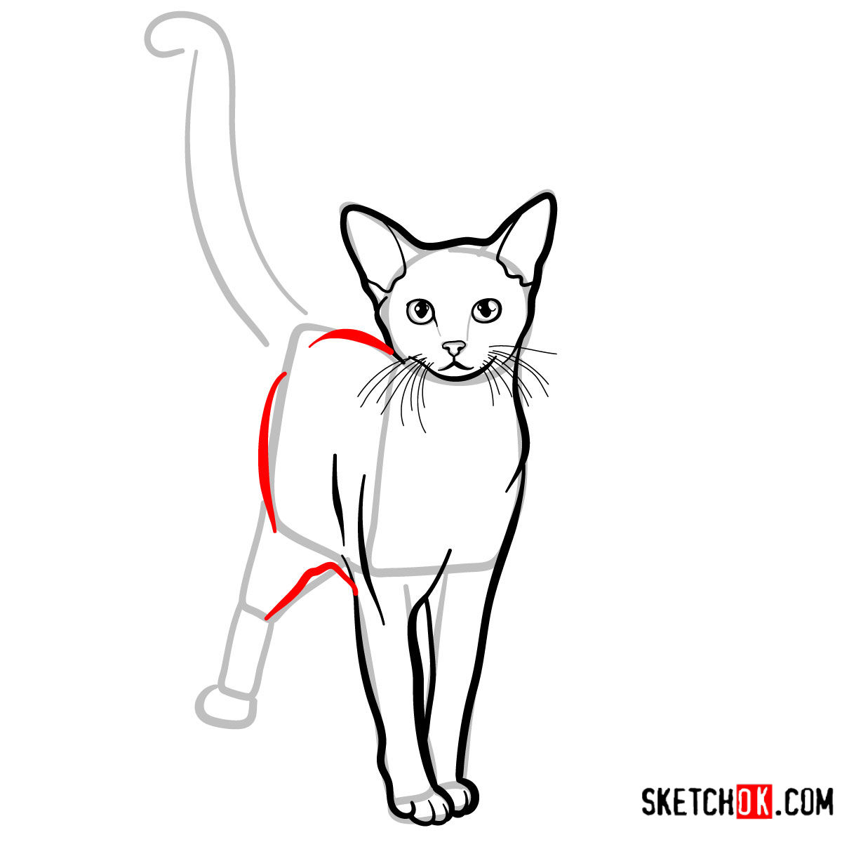 How to draw the Abyssinian cat - step 08