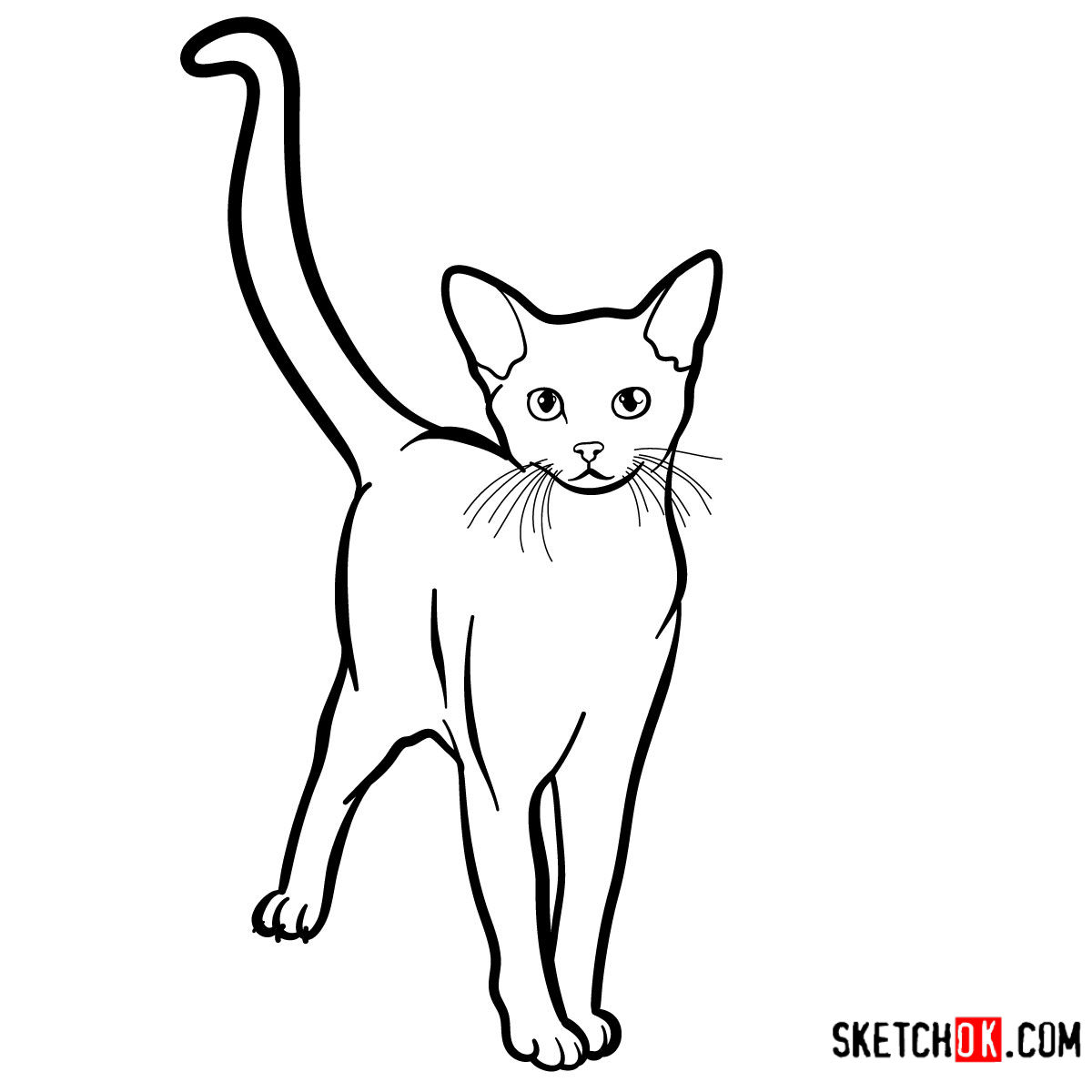 How to draw the Abyssinian cat
