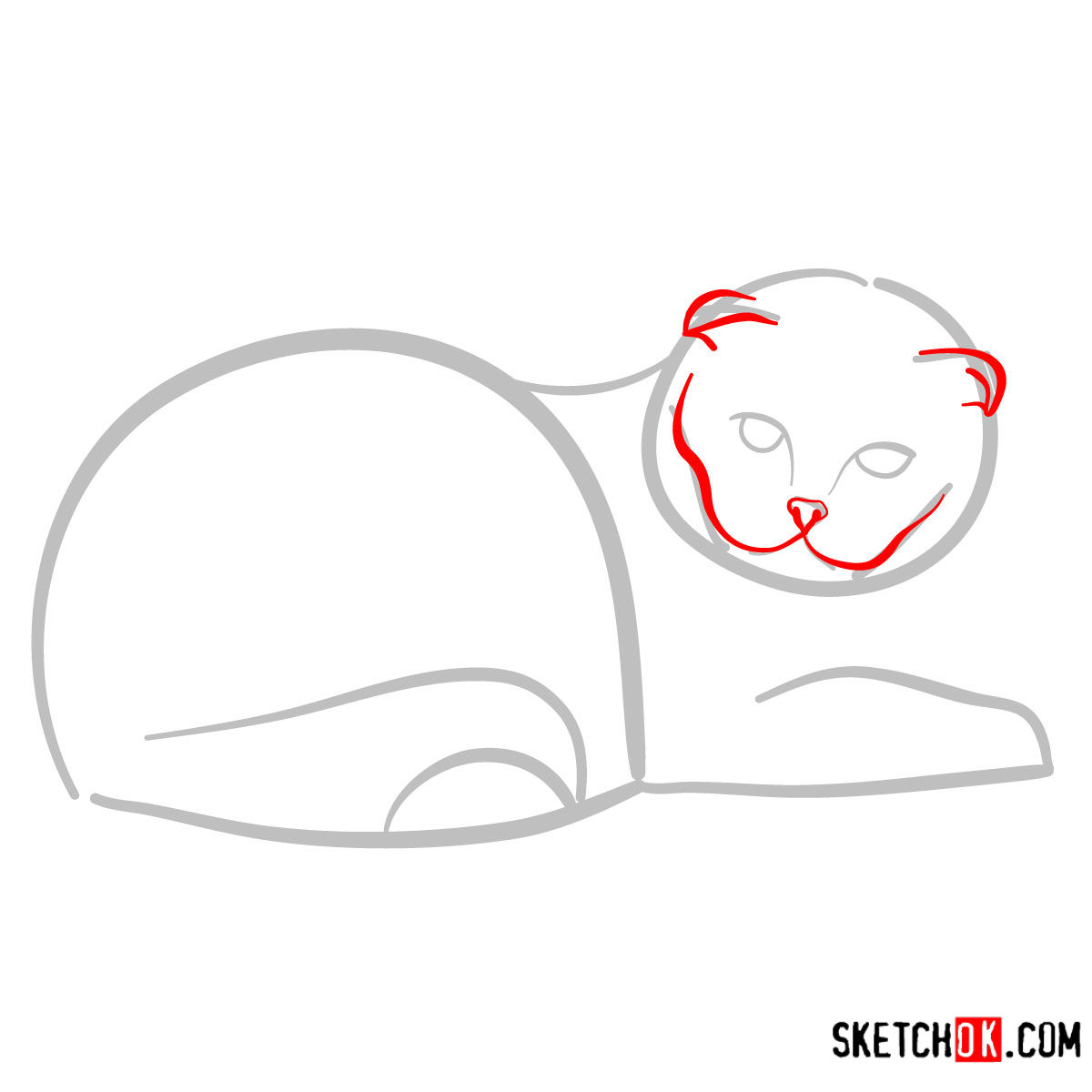 How to draw the Scottish Fold cat - step 03