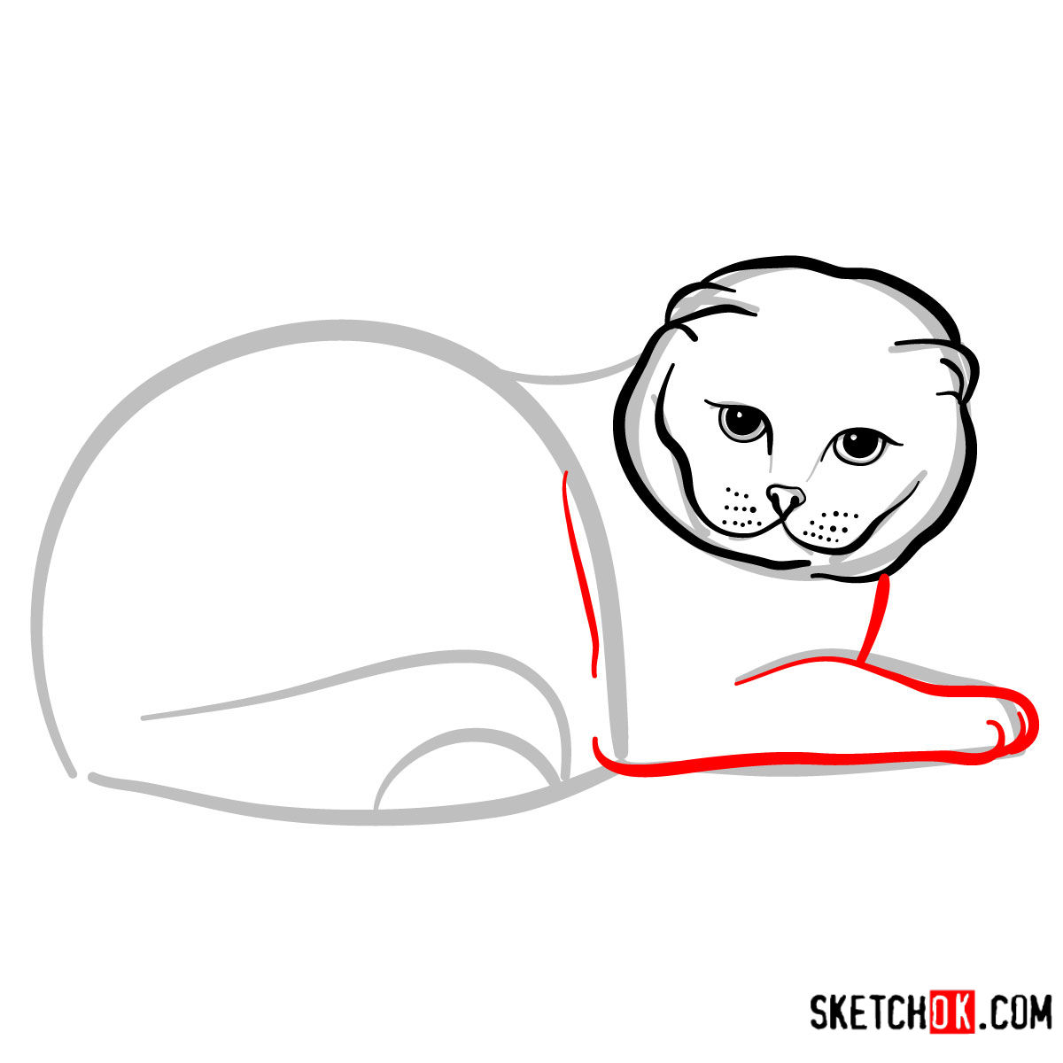 How to draw the Scottish Fold cat - step 06