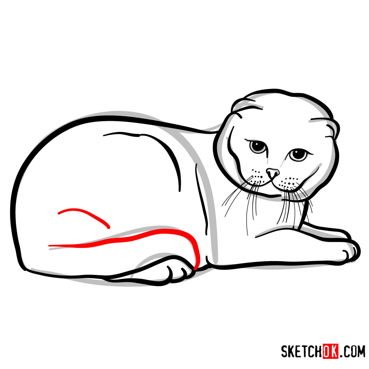 How to draw the Scottish Fold cat - step 10