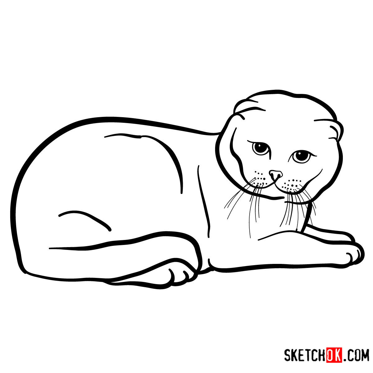 How to draw the Scottish Fold cat